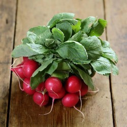 Radish seeds: the best varieties for open ground, for the Moscow region, for Siberia, for the regions