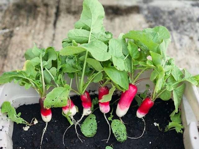 Radishes French Breakfast