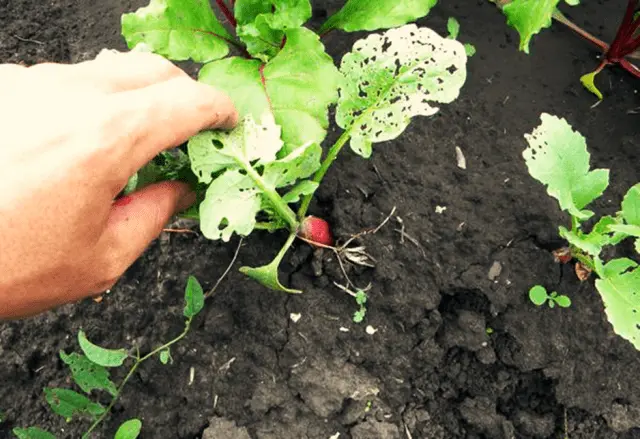 Radishes French Breakfast