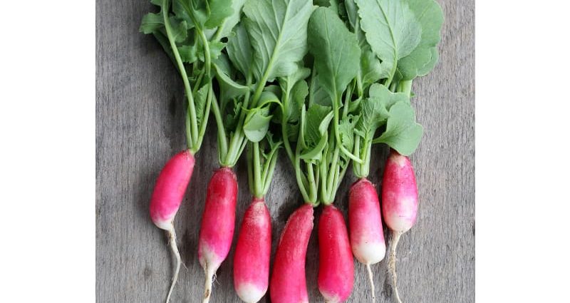 Radishes French Breakfast