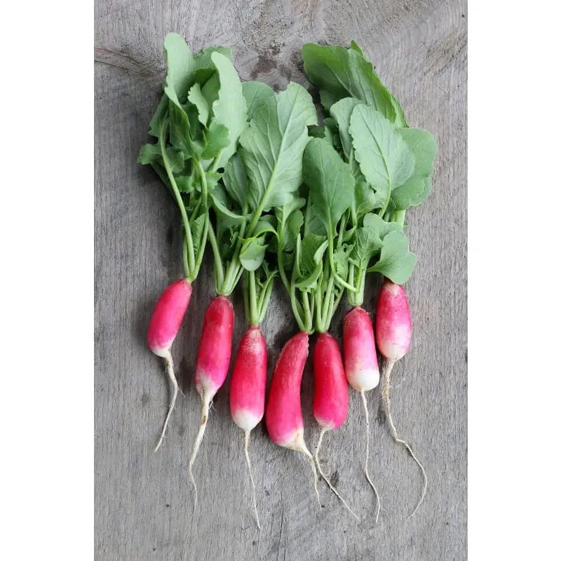 Radishes French Breakfast