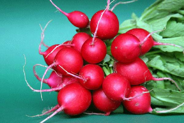 Radishes on the windowsill: growing at home