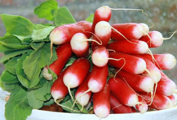 Radishes on the windowsill: growing at home