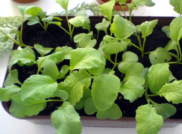 Radishes on the windowsill: growing at home