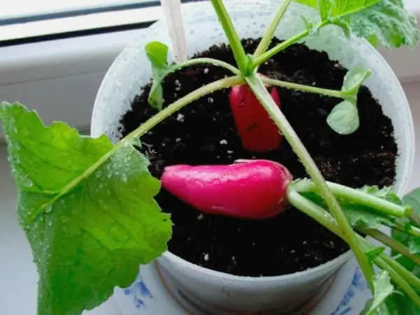Radishes on the windowsill: growing at home