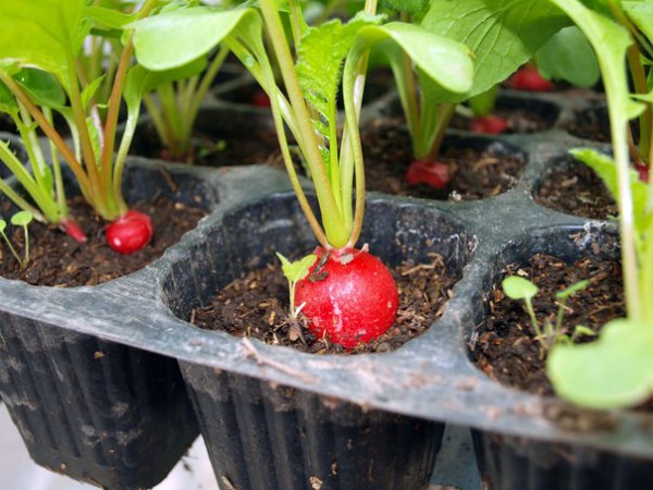 Radishes on the windowsill: growing at home