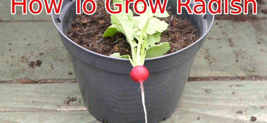 Radishes on the windowsill: growing at home