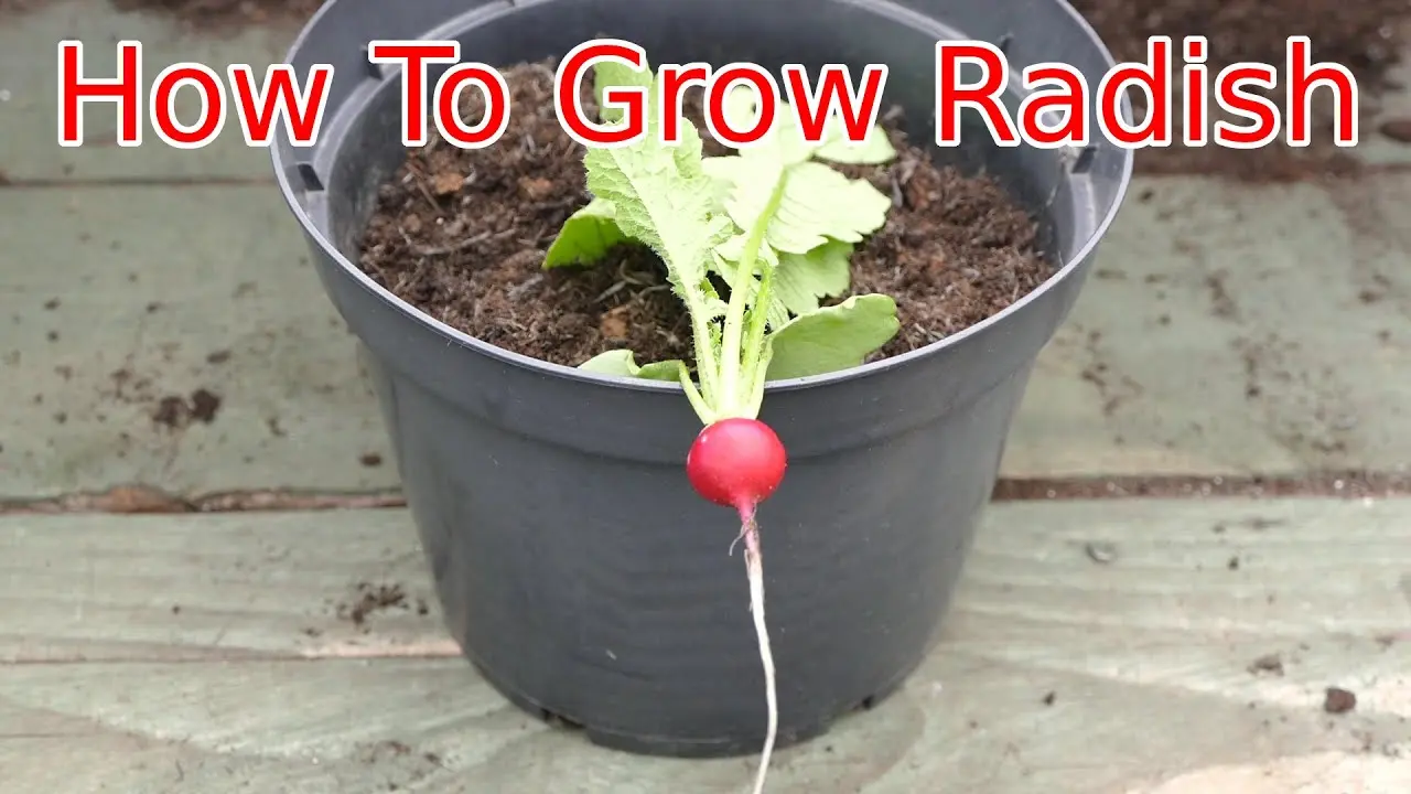Radishes on the windowsill: growing at home