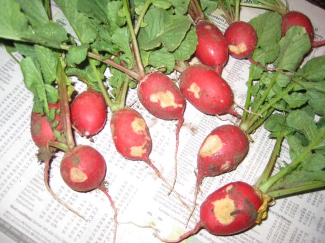 Radishes on the windowsill: growing in winter, spring, in an apartment, on a balcony, at home, sowing and care