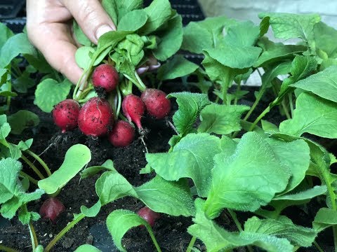 Radishes on the windowsill: growing in winter, spring, in an apartment, on a balcony, at home, sowing and care