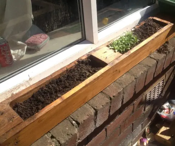 Radishes on the windowsill: growing in winter, spring, in an apartment, on a balcony, at home, sowing and care