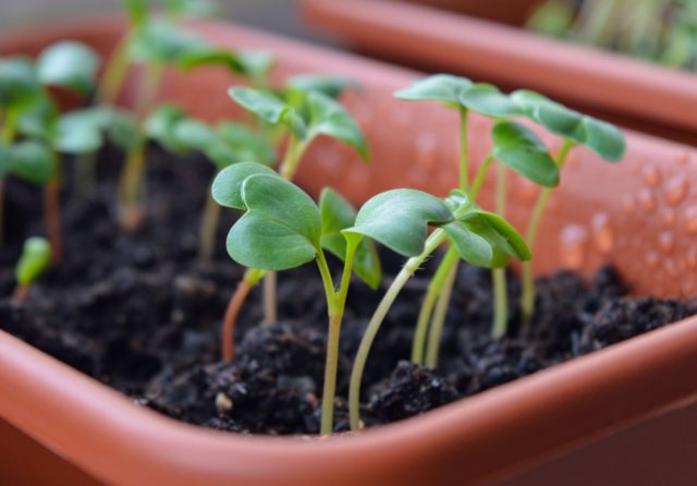 Radishes on the windowsill: growing in winter, spring, in an apartment, on a balcony, at home, sowing and care