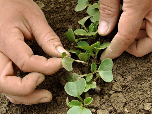 Radishes on the windowsill: growing in winter, spring, in an apartment, on a balcony, at home, sowing and care