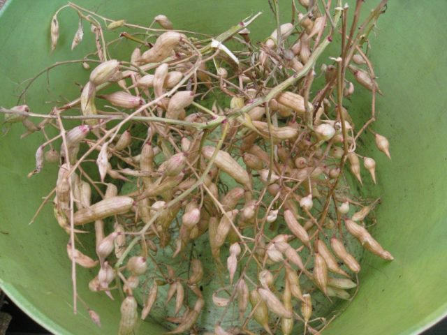 Radishes on the windowsill: growing in winter, spring, in an apartment, on a balcony, at home, sowing and care