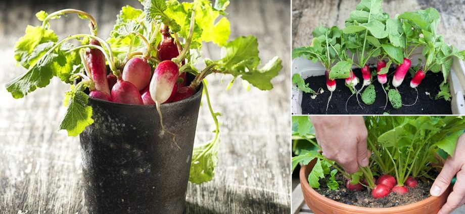 Radishes on the windowsill: growing in winter, spring, in an apartment, on a balcony, at home, sowing and care