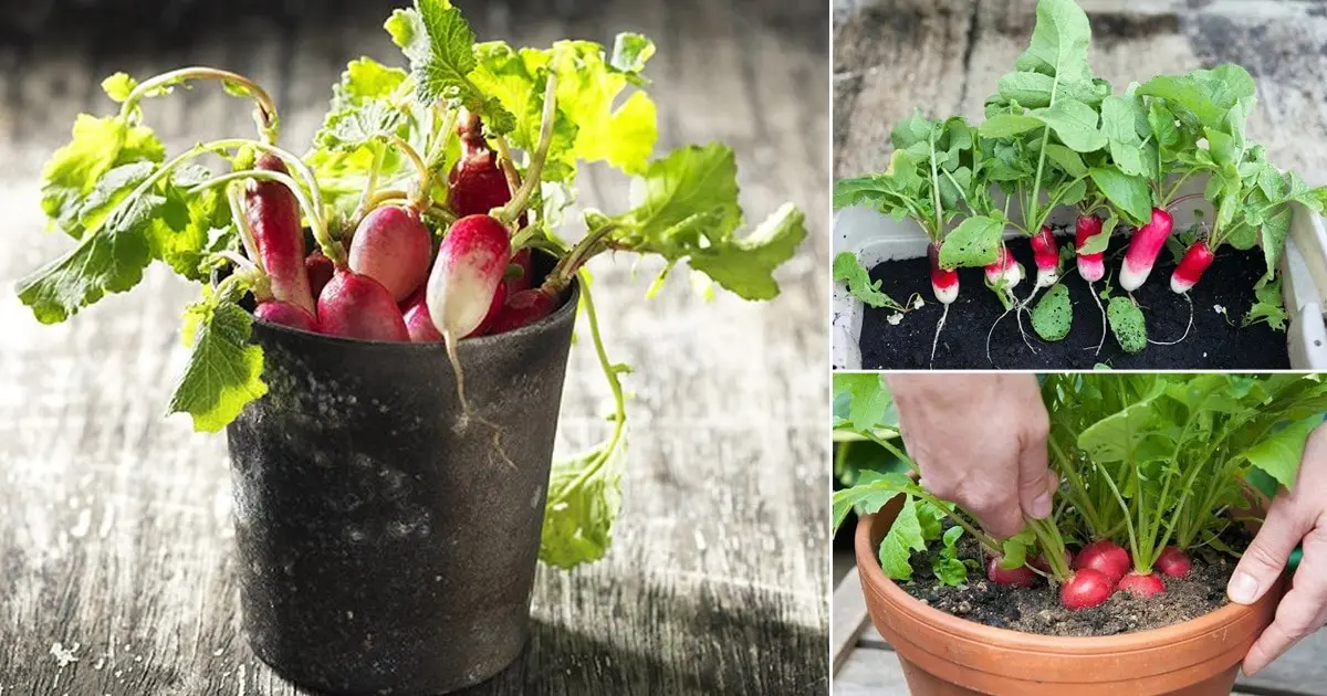 Radishes on the windowsill: growing in winter, spring, in an apartment, on a balcony, at home, sowing and care