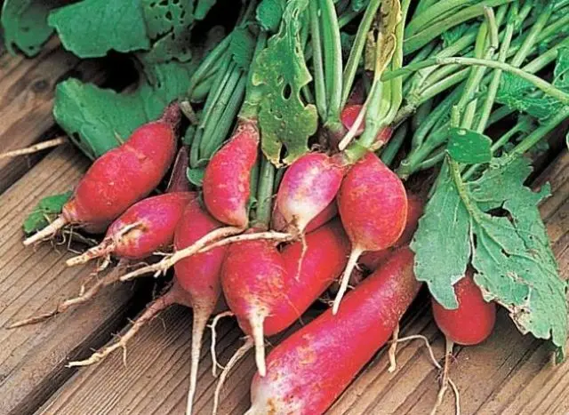 Radishes: planting and care in the open field, sowing dates in March, April, growing secrets, planting scheme