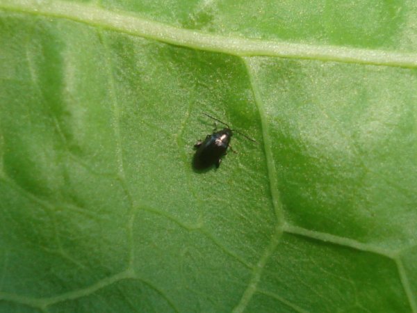 Radishes: planting and care in the open field, sowing dates in March, April, growing secrets, planting scheme