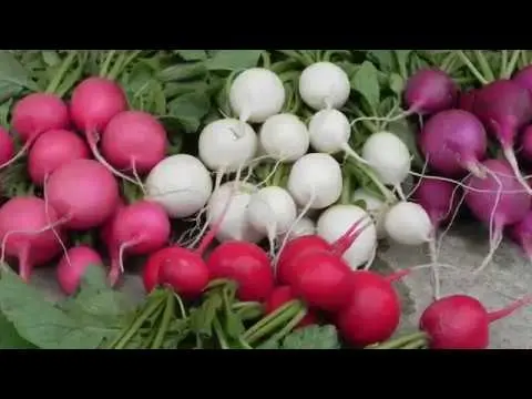 Radishes: planting and care in the open field, sowing dates in March, April, growing secrets, planting scheme