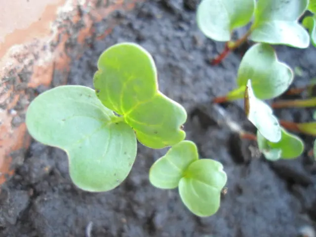 Radishes: planting and care in the open field, sowing dates in March, April, growing secrets, planting scheme