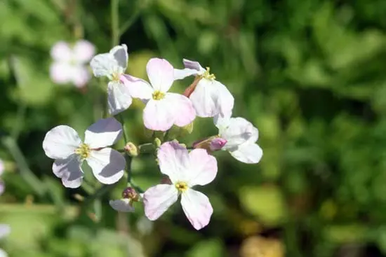 Radishes: planting and care in the open field, sowing dates in March, April, growing secrets, planting scheme