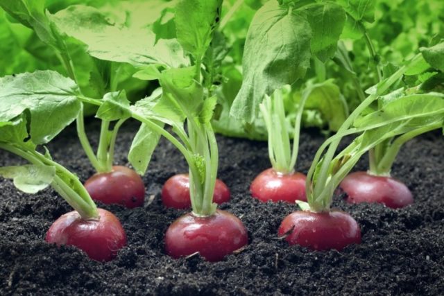 Radishes: planting and care in the open field, sowing dates in March, April, growing secrets, planting scheme