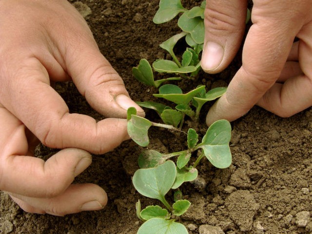 Radishes: planting and care in the open field, sowing dates in March, April, growing secrets, planting scheme