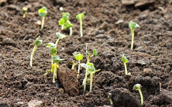 Radishes: planting and care in the open field, sowing dates in March, April, growing secrets, planting scheme