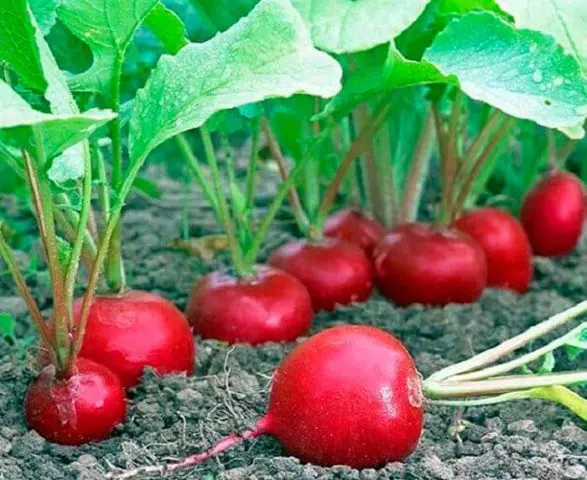 Radishes resistant to shooting (Non-shooting): varieties with descriptions and photos