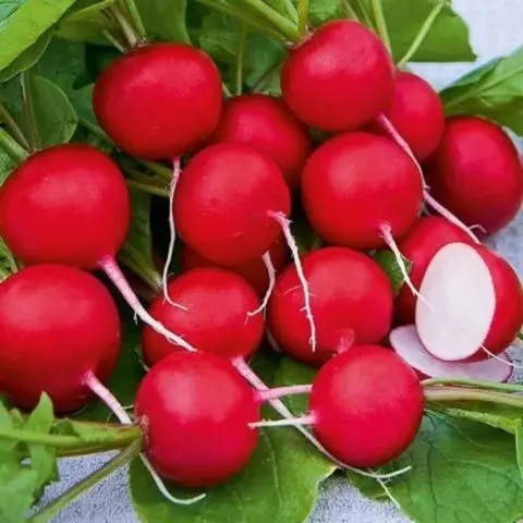 Radishes resistant to shooting (Non-shooting): varieties with descriptions and photos