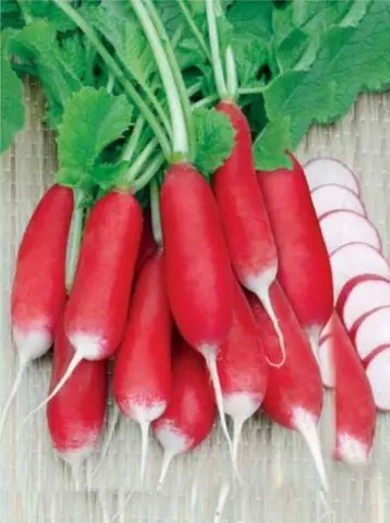 Radishes resistant to shooting (Non-shooting): varieties with descriptions and photos