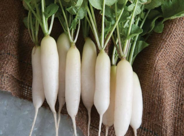 Radishes resistant to shooting (Non-shooting): varieties with descriptions and photos