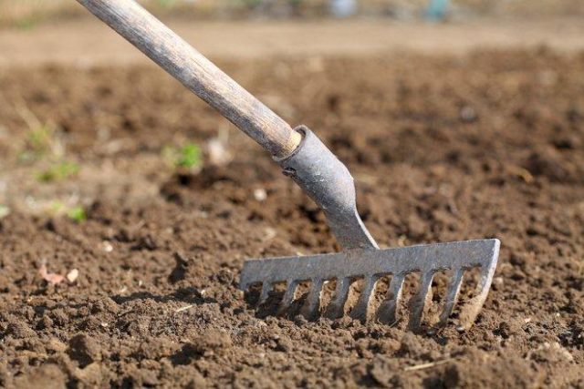 Radishes resistant to shooting (Non-shooting): varieties with descriptions and photos