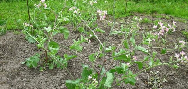 Radishes resistant to shooting (Non-shooting): varieties with descriptions and photos