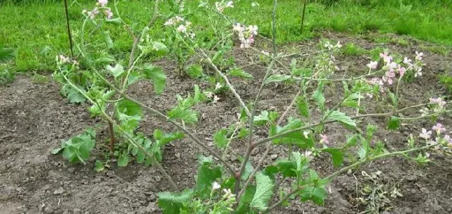 Radishes resistant to shooting (Non-shooting): varieties with descriptions and photos