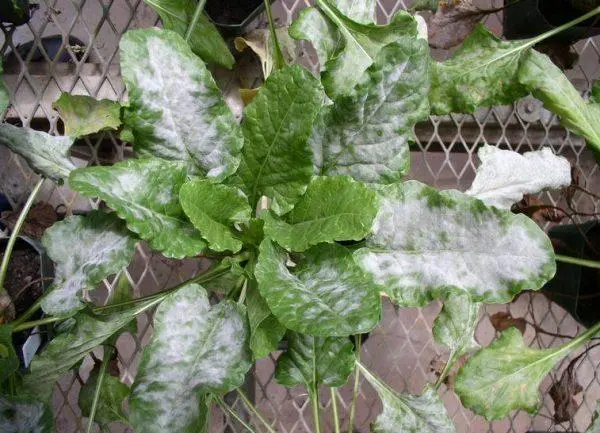 Radishes resistant to shooting (Non-shooting): varieties with descriptions and photos