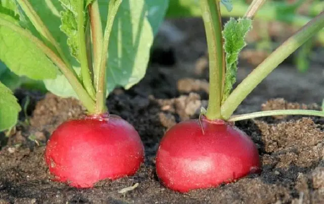 Radishes resistant to shooting (Non-shooting): varieties with descriptions and photos