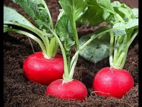 Radishes resistant to shooting (Non-shooting): varieties with descriptions and photos