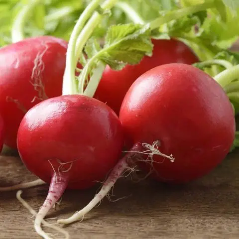 Radishes resistant to shooting (Non-shooting): varieties with descriptions and photos