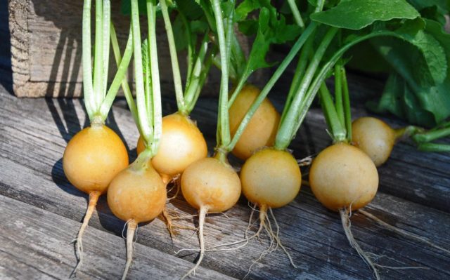 Radishes resistant to shooting (Non-shooting): varieties with descriptions and photos