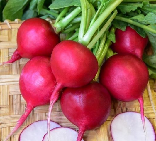 Radishes resistant to shooting (Non-shooting): varieties with descriptions and photos