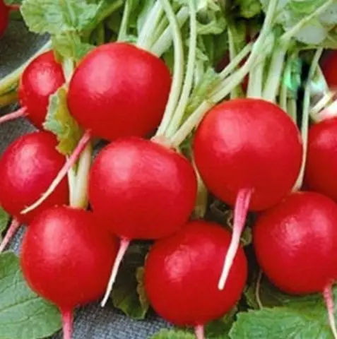 Radishes resistant to shooting (Non-shooting): varieties with descriptions and photos