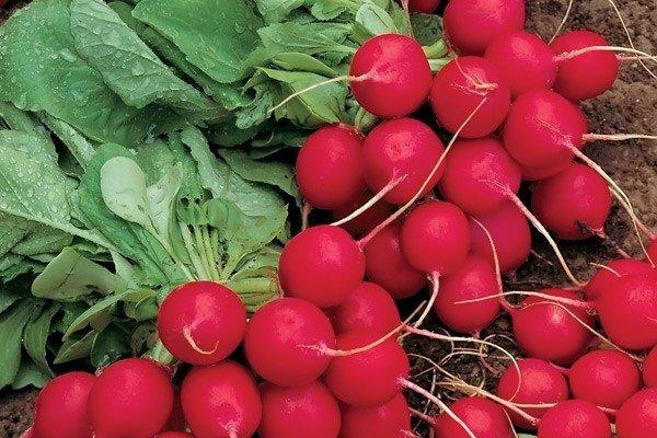 Radishes resistant to shooting (Non-shooting): varieties with descriptions and photos