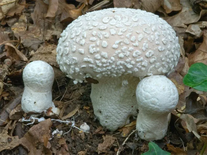 Ragged raincoat (Lycoperdon mammiforme) photo and description