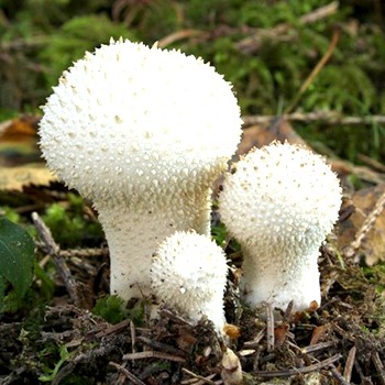 Raincoat: mushroom description and cultivation