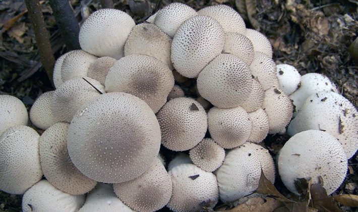 Raincoat: mushroom description and cultivation