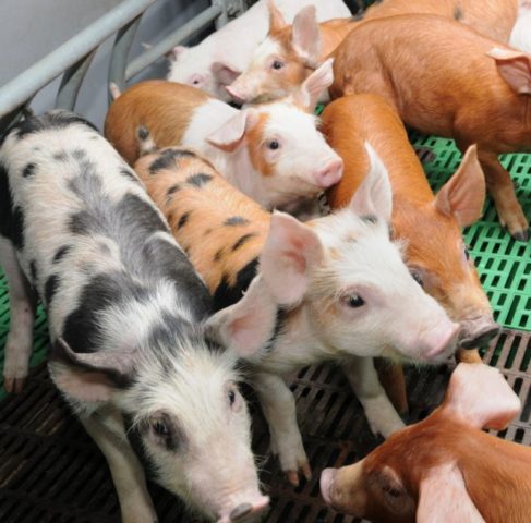 Raising pigs at home as a business