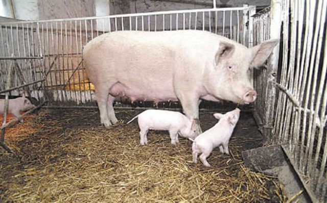 Raising pigs at home as a business