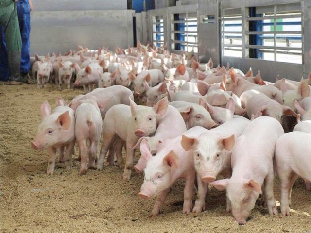 Raising pigs at home as a business