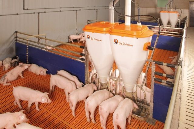 Raising pigs at home as a business